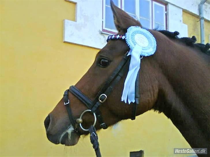 Sportsaraber (A) Saudi*SOLGT* - Fordi jeg har den bedste spring pony i verden d;  billede 6