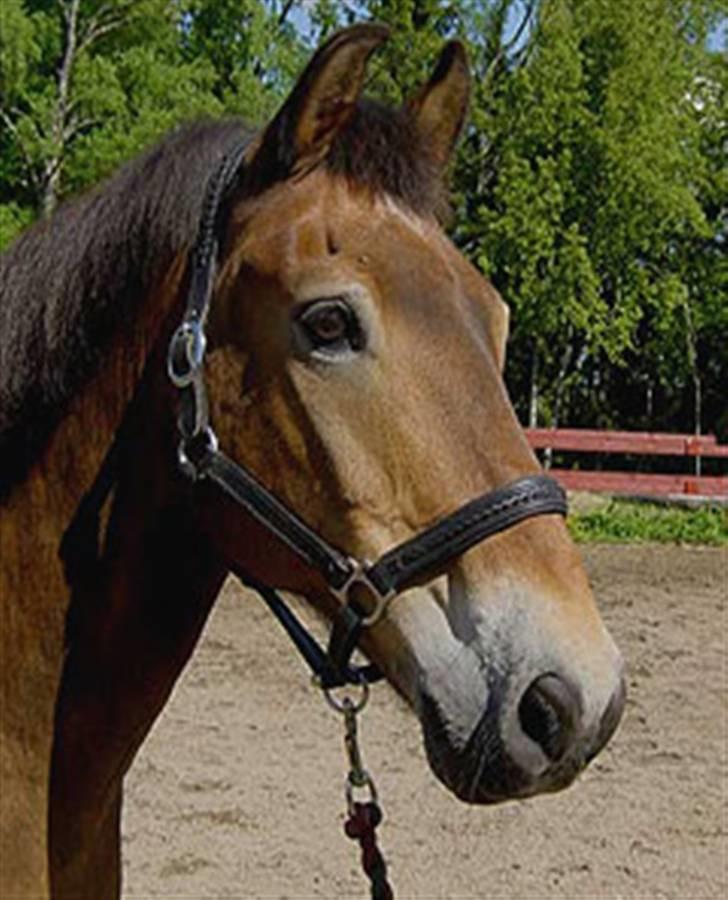 Anden særlig race mysing billede 1