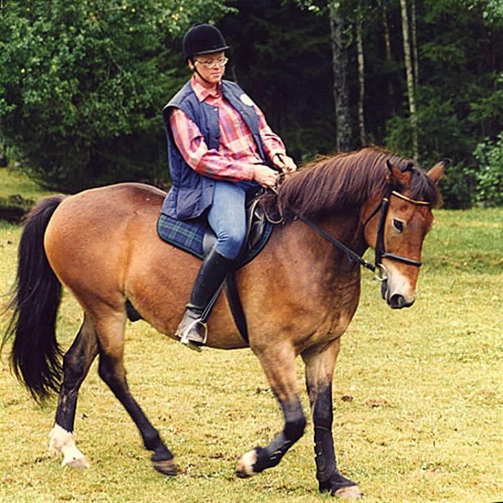 Anden særlig race mysing billede 3