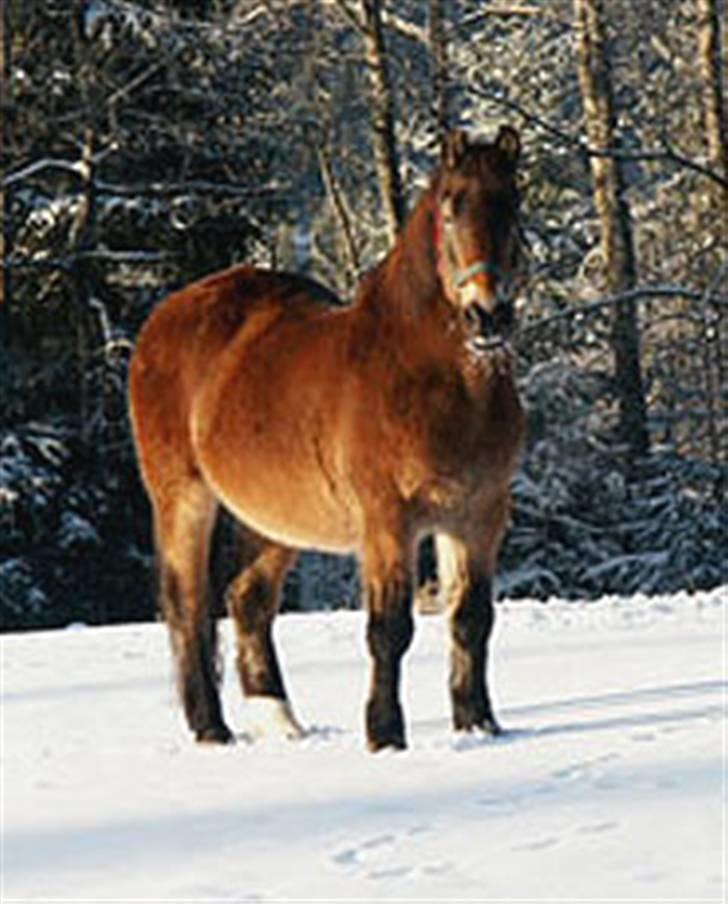 Anden særlig race mysing billede 4