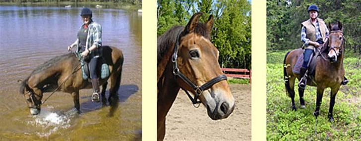 Anden særlig race mysing billede 5