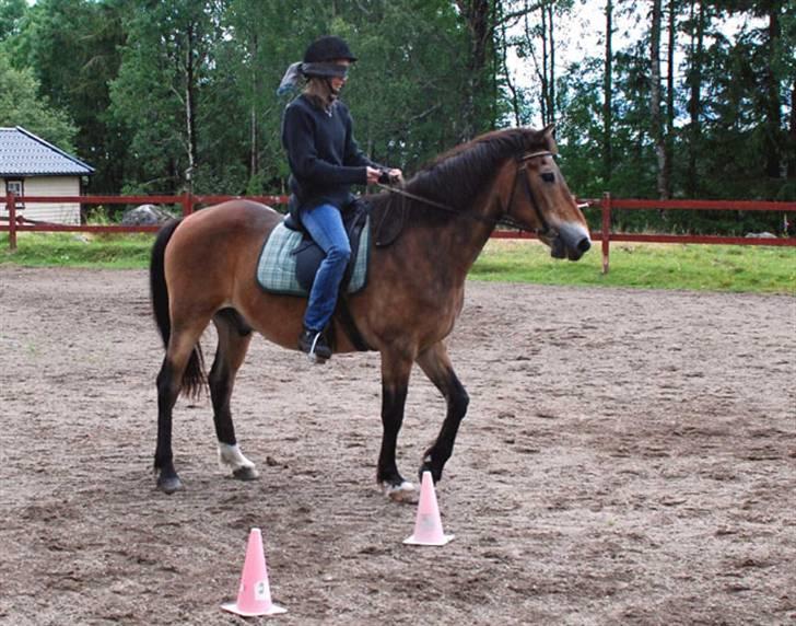 Anden særlig race mysing billede 6