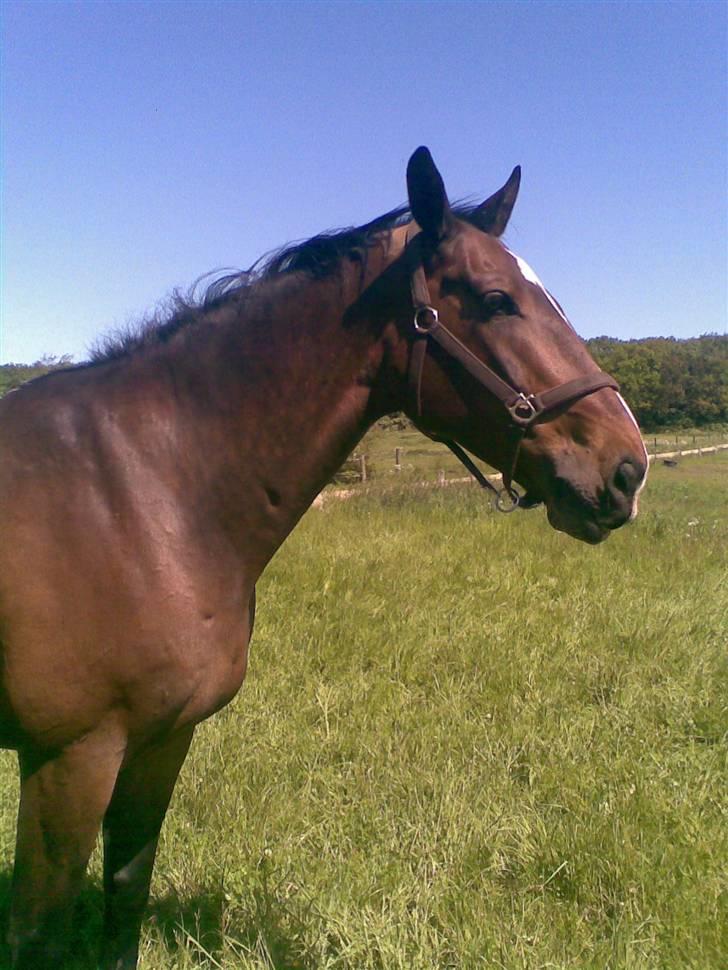 Hollandsk Varmblod Theunis *Nisse* - ..smuk, stolt og helt igennem pragtfuld!!! nyt! billede 13