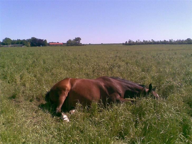 Hollandsk Varmblod Theunis *Nisse* - rulletur xD NYT! billede 14