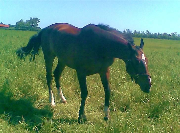 Hollandsk Varmblod Theunis *Nisse* - OOOOGG RYSTE RYSTE RYSTE! xD NYT (sorry for kvali. taget med mobil..) billede 15