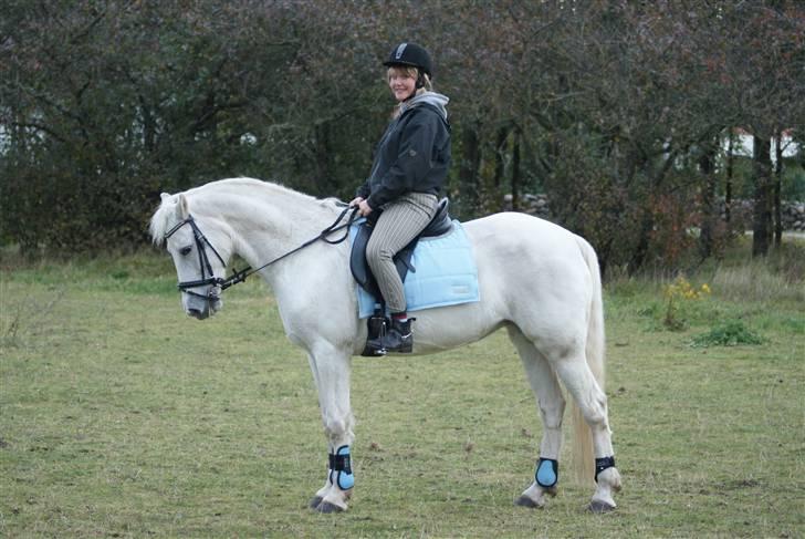 Connemara Carex Felicia - Parade :) Det begynder at gå fremad med træningen, også med at lære hinanden at kende :) D. 18-10-2009 billede 3