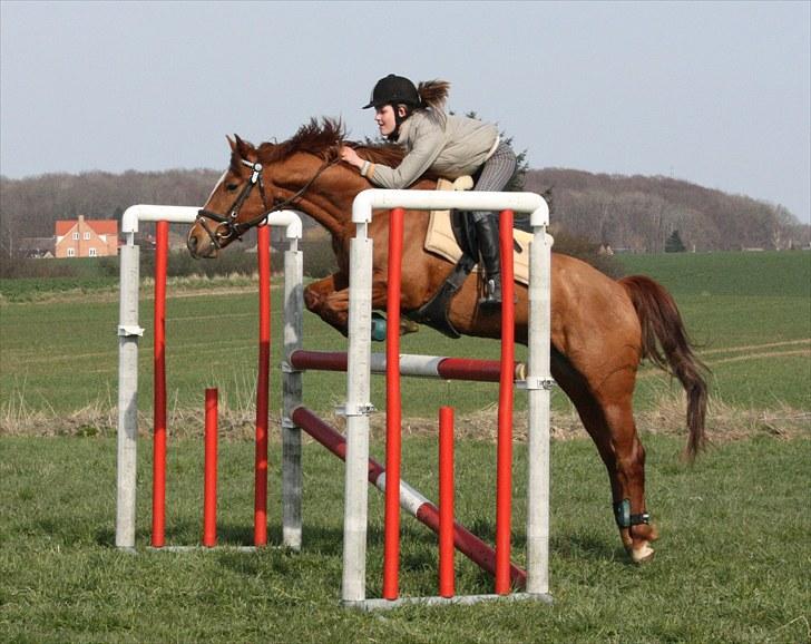 Hollandsk Sportspony Killroy - springtræning april 2010, 110 cm ;D billede 18