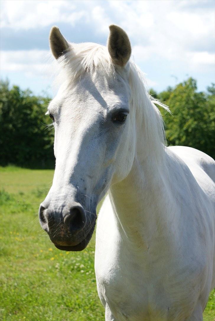Connemara Carex Felicia - Real beauty! Nyder det endelig er blevet sommer, d. 21. juni 2010 billede 6