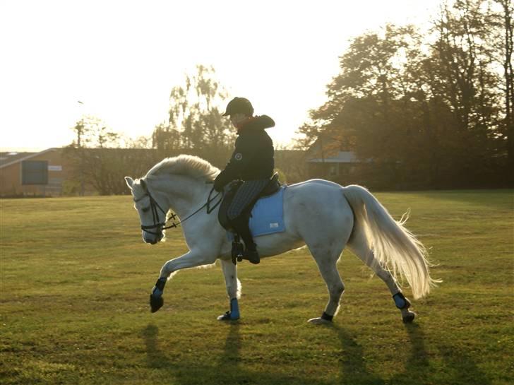 Connemara Carex Felicia - Sofie galoperer på Filla :) D. 25-10-2009 billede 7