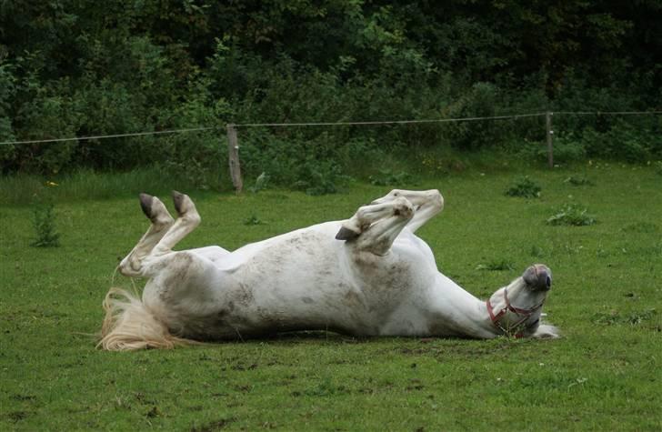 Connemara Carex Felicia - En lykkelig pony :) Masser af græs, venner og super beskidt :D billede 10
