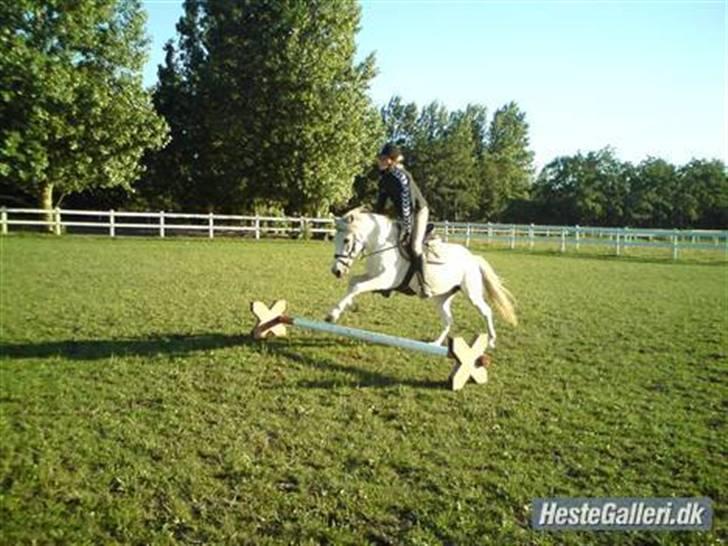 Anden særlig race •OLYMPIA• | SOLGT 2/12-2009 | - 15) Hun var ikke så rutineret, så det var svært at lære hende det :-)) billede 15