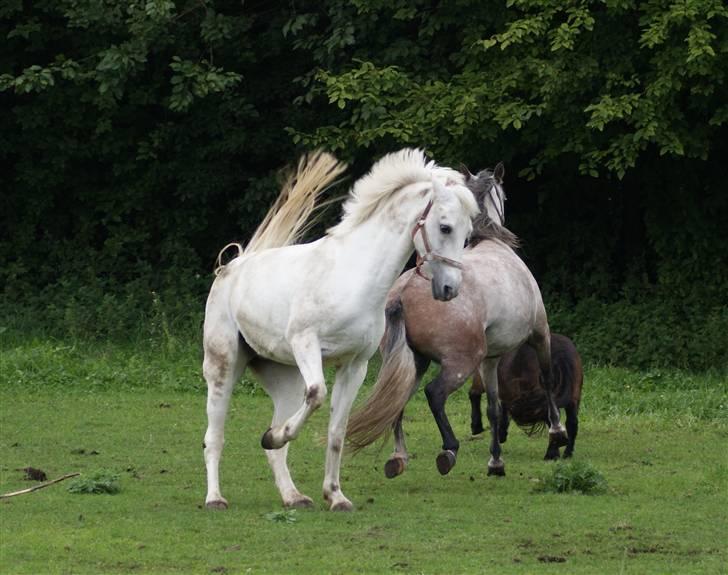 Connemara Carex Felicia - "Mister driller!" Hehe, frække ponyer. De havde det sjovt :) Første gang på fold hos mig. billede 19