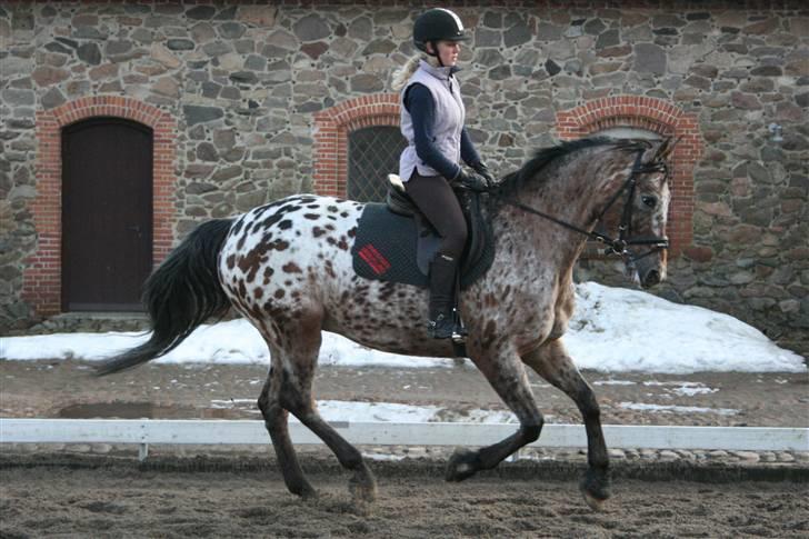 Anden særlig race Filur - Fin galop en lidt kølig forårsdag :) Foto: Bjarke billede 1