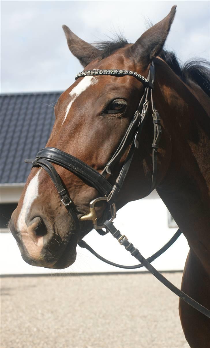 Hollandsk Varmblod Theunis *Nisse* - nisse´s hoved :D d. 16 aug. 09 Foto: mig billede 16