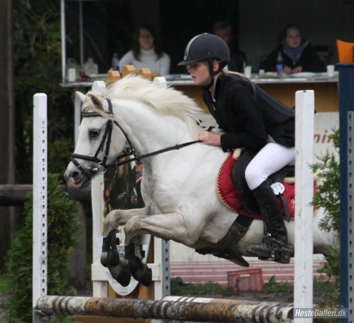 Welsh Mountain (sec A) sun star -  star du fantastik billede 20