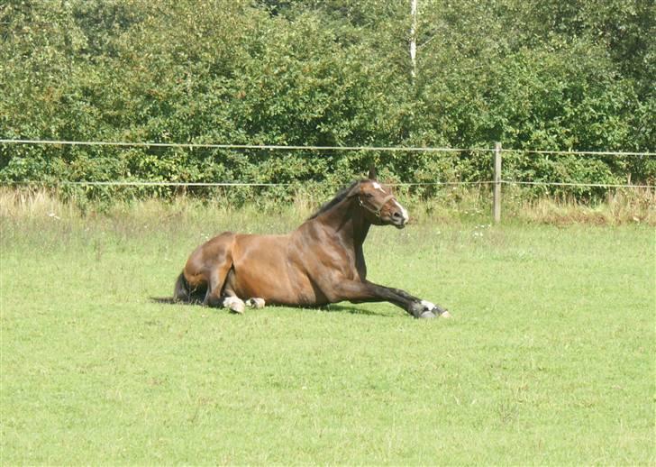 Hollandsk Varmblod Theunis *Nisse* - dumle-dyret theunis xD d. 16 aug. 09 Foto: mig billede 17