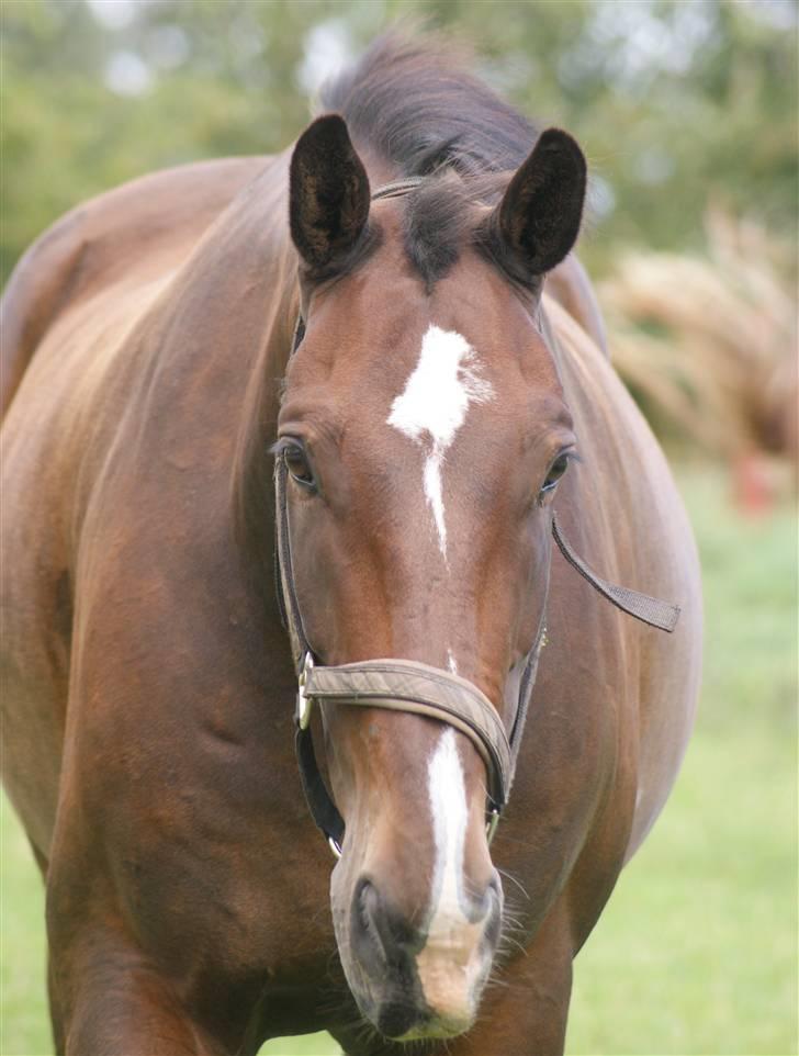 Hollandsk Varmblod Theunis *Nisse* - smukke dejlige (HOST tykke HOST HOST!) dreng :) d. 16 aug. 09 Foto: mig billede 18
