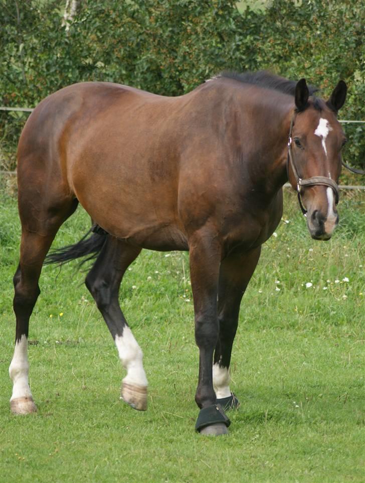 Hollandsk Varmblod Theunis *Nisse* - hele herligheden :) d. 16 aug. 09 Foto: mig billede 19