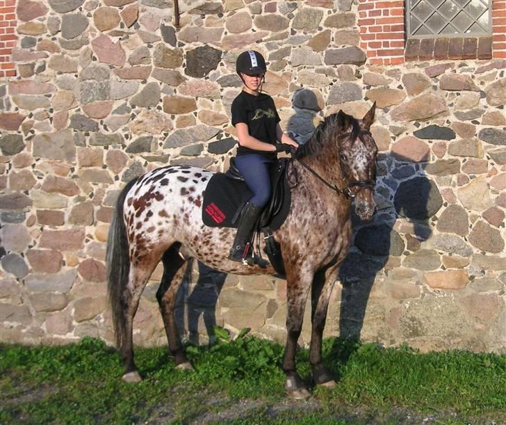 Anden særlig race Filur - Camouflage-hesten i aktion ;) Foto: John billede 8