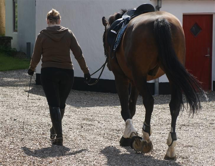 Hollandsk Varmblod Theunis *Nisse* - tak for kigget..husk at smide en bedømmelse og kommentar :D OG HUSK der er også andre heste her på profilen :) billede 20