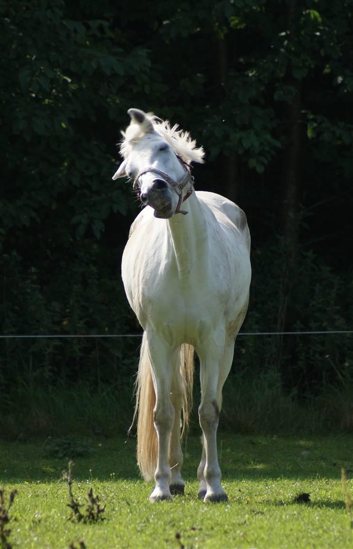 Connemara Carex Felicia - "Pænt farvel!" Hehe, skøre pony :) billede 20