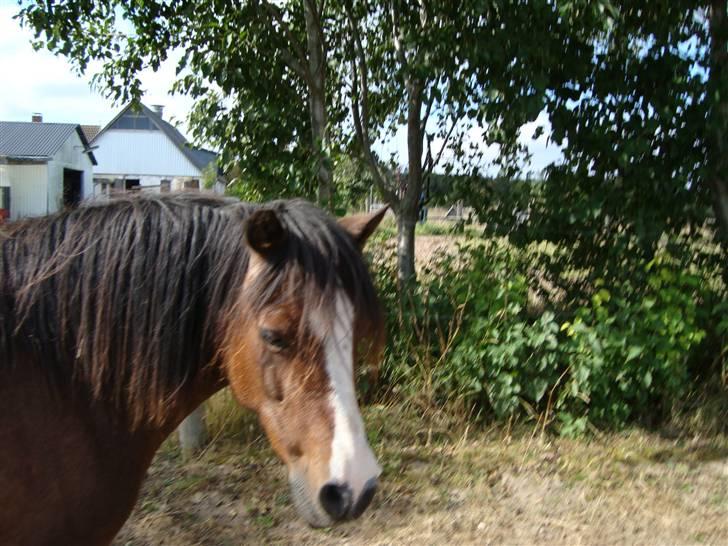 Welsh Mountain (sec A) Sheena billede 1