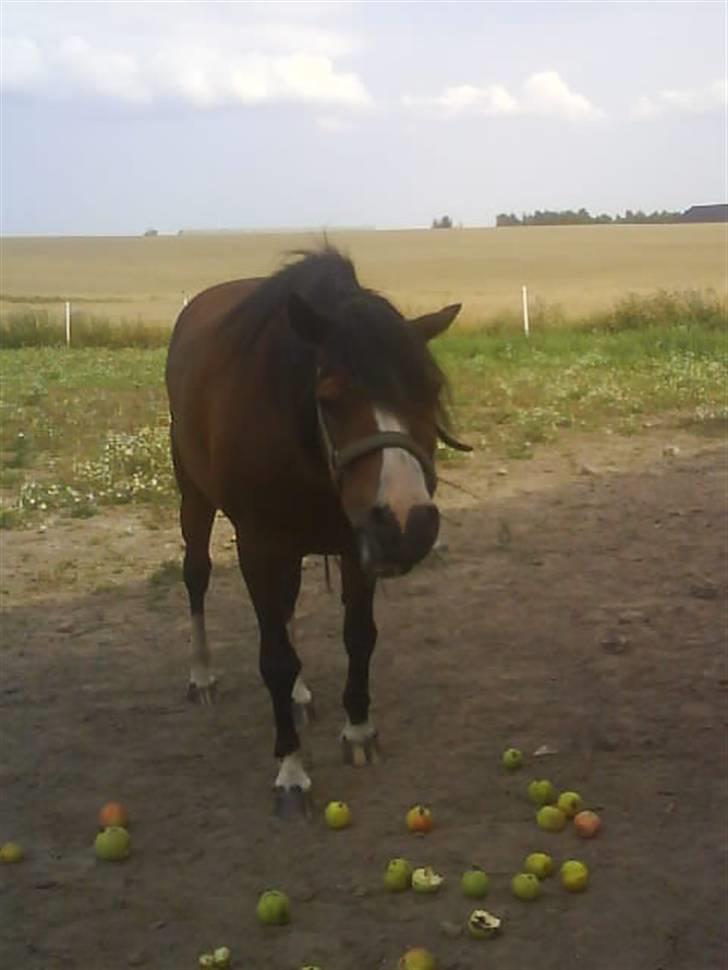 Welsh Mountain (sec A) Sheena billede 2