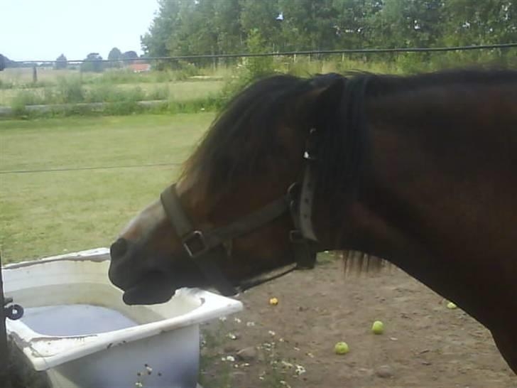 Welsh Mountain (sec A) Sheena billede 4