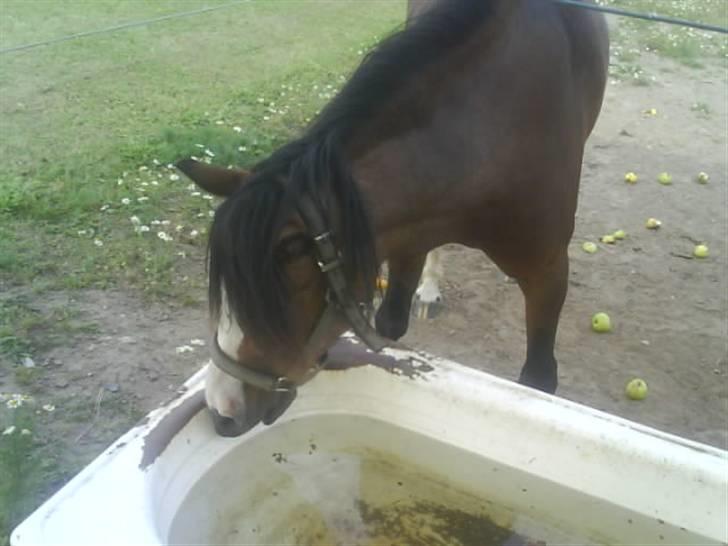 Welsh Mountain (sec A) Sheena billede 5