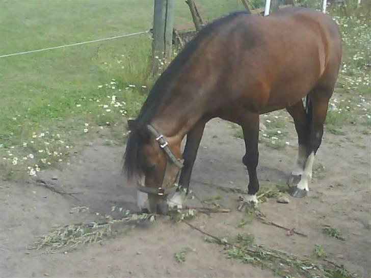 Welsh Mountain (sec A) Sheena billede 6