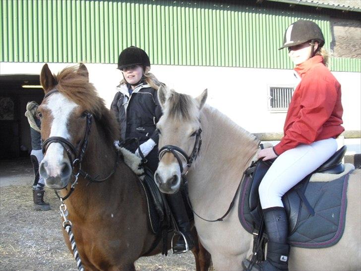 New Forest Roløkke Andes - marts 2011 billede 12