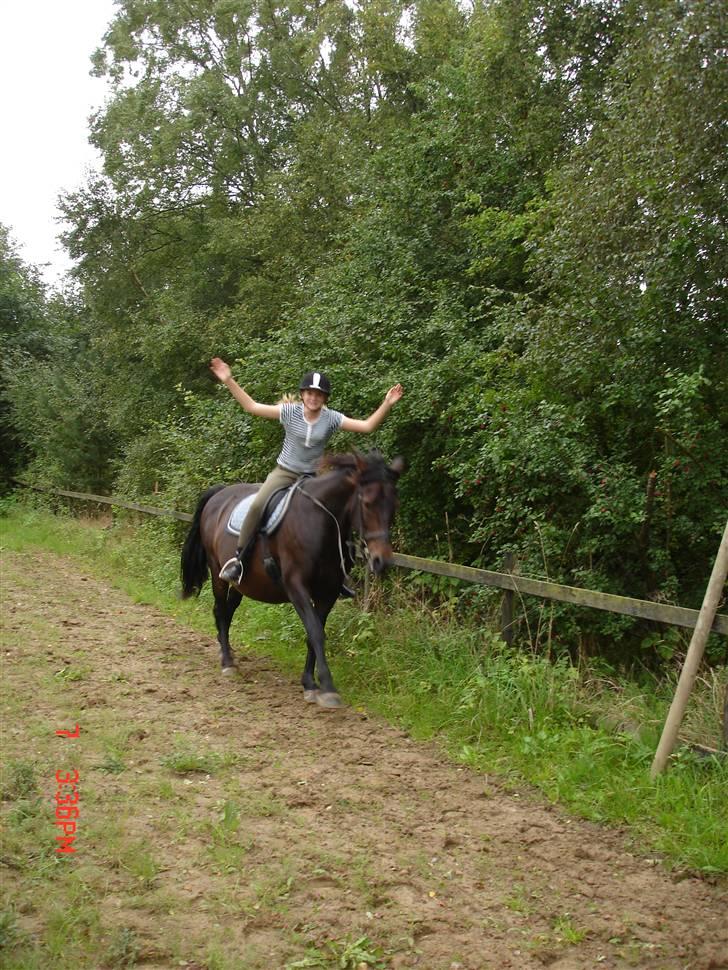Oldenborg Starlight - I belive I can fly! :P billede 15