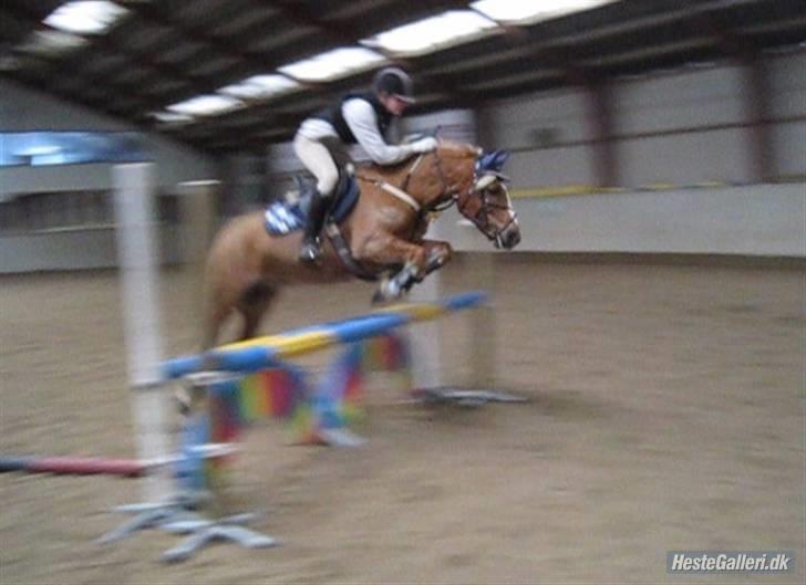 Haflinger Røgtegårdens Aqua x-part. - dette billede skulle bare ind! min pony er hvertfald ikke bange for fyyldet d; rigtig god teknik!! d;  fotograf: KIK-photo billede 3