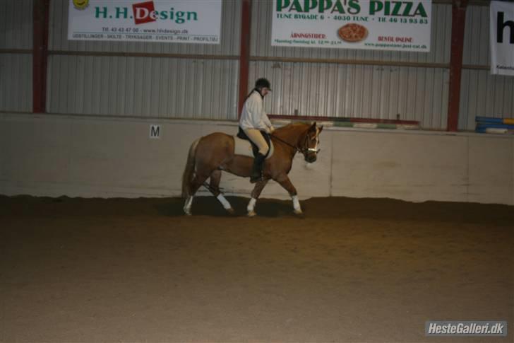 Haflinger Røgtegårdens Aqua x-part. - nogenlunde dressur d; fotograf: KIK-photo billede 4