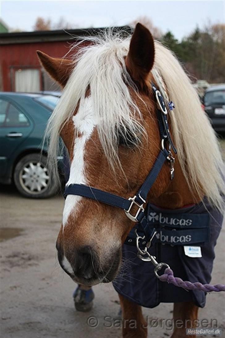 Haflinger Røgtegårdens Aqua x-part. - fotograf: sara jørgensen (har tilladelse til billedet) billede 5