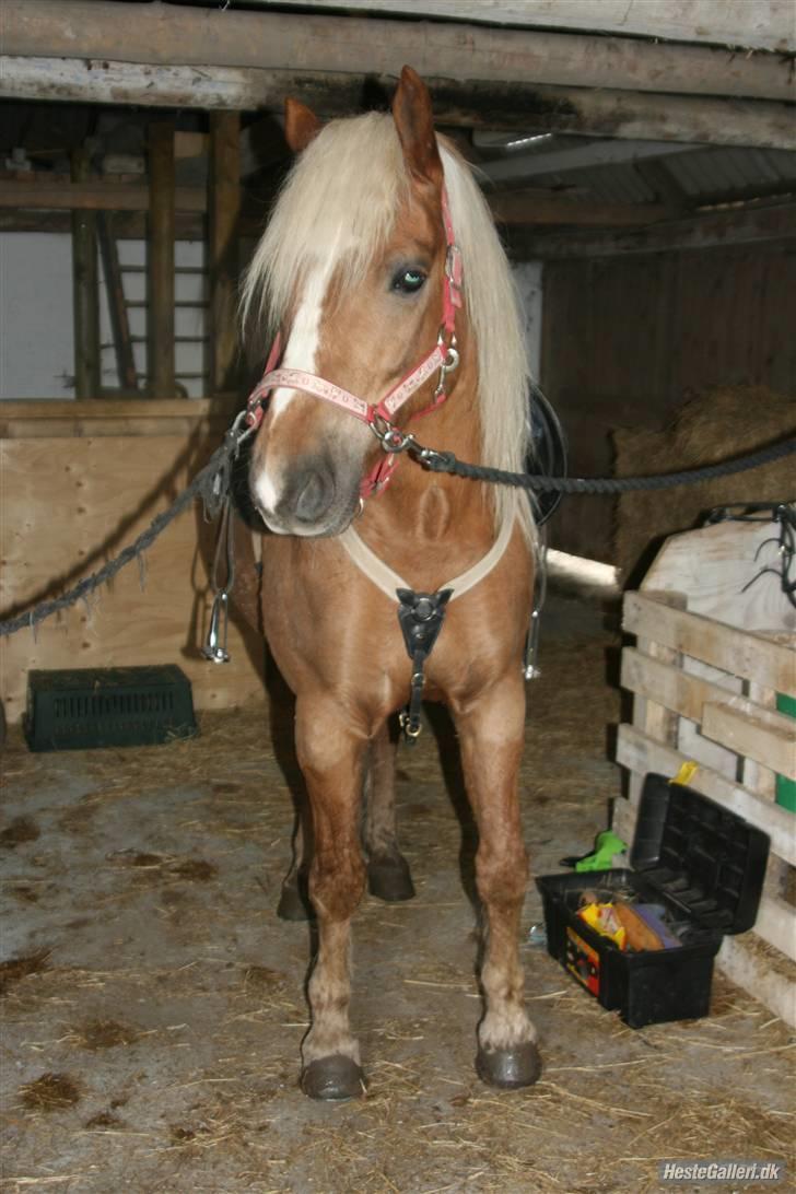 Haflinger Røgtegårdens Aqua x-part. - smukke fløde på staldgangen i ny stald :-) fotograf: KIK-photo billede 8