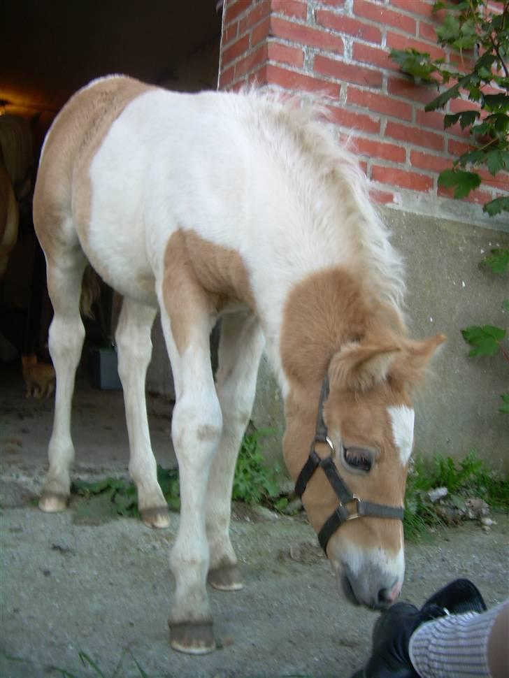 Anden særlig race Scirocco - D. 8. september 2009 billede 18