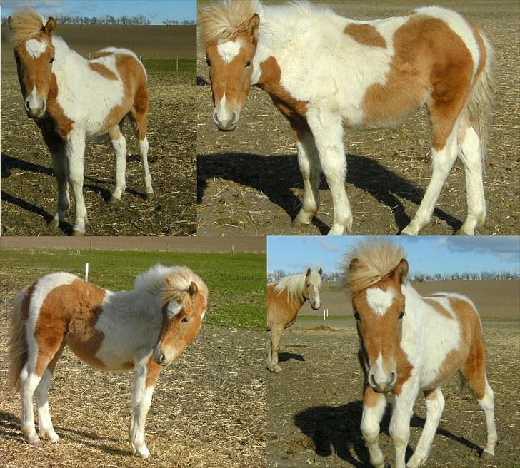 Anden særlig race Scirocco - D. 19. april 2010 billede 19