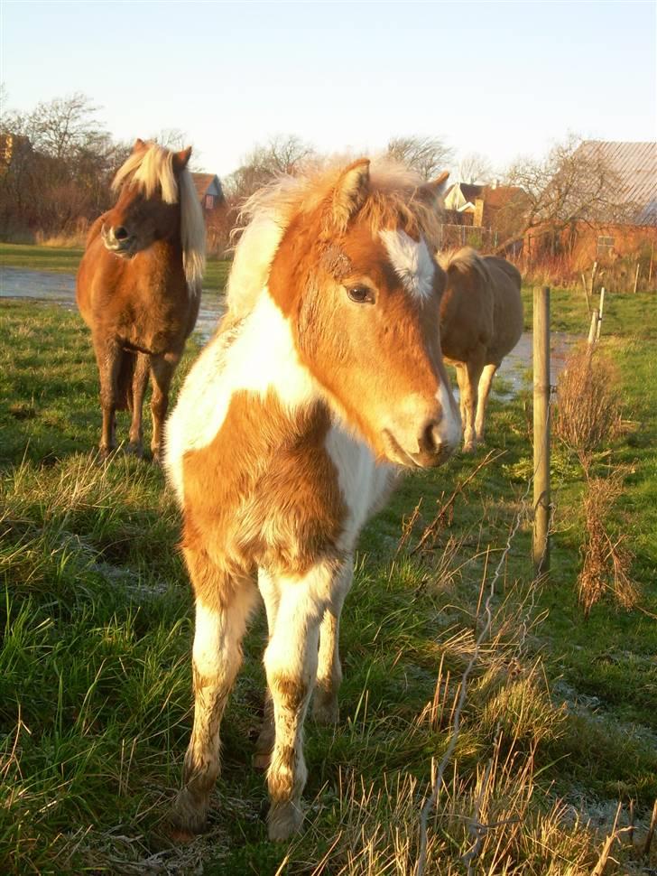 Anden særlig race Scirocco - D. 1. december 2009 billede 20