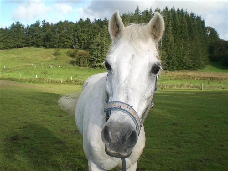 Anden særlig race cavalir(solgt) billede 10