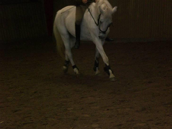 Anden særlig race cavalir(solgt) billede 11