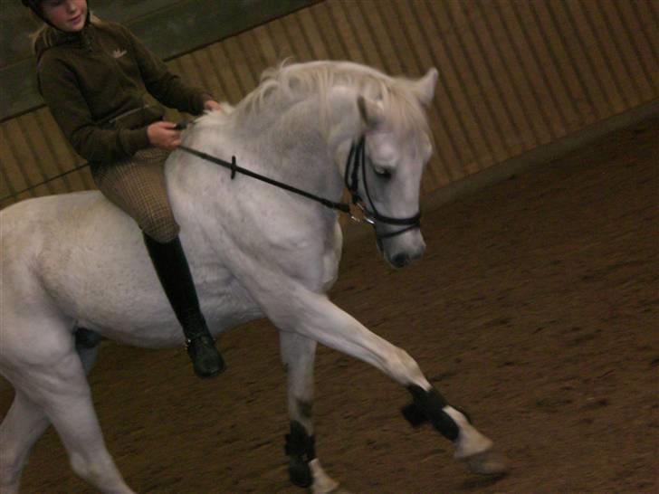 Anden særlig race cavalir(solgt) billede 12