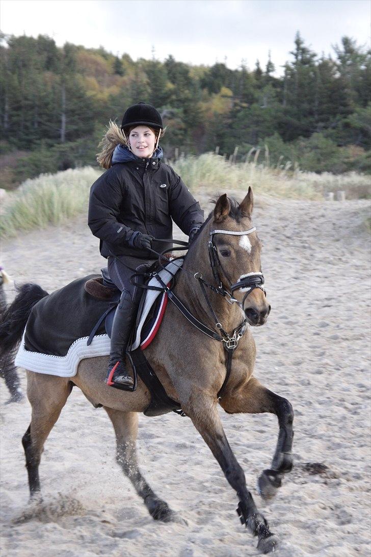 Anden særlig race Moonlight! (solgt) :-( - 11) i en frisk gallop på stranden efteråret 2010, forsøger at stoppe Mooni d; foto Jette :D  billede 11