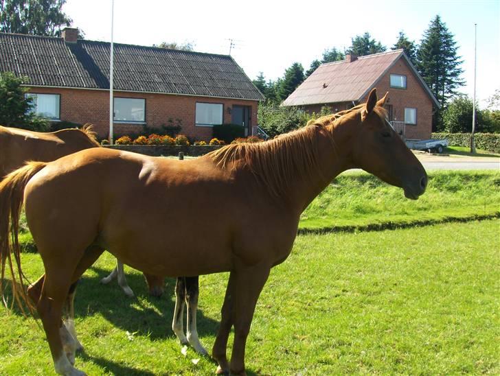 Dansk Varmblod Veronica(solgt) billede 4