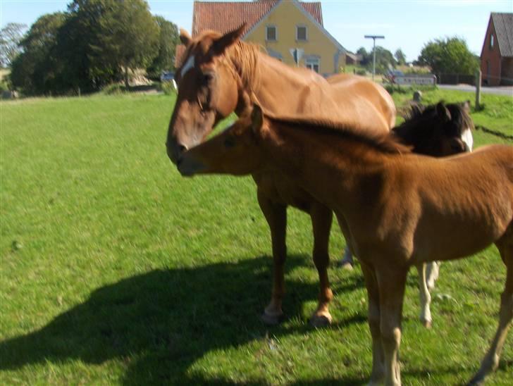 Dansk Varmblod Veronica(solgt) billede 5