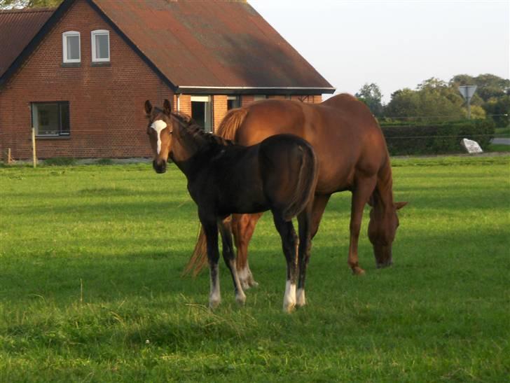 Dansk Varmblod Veronica(solgt) billede 6