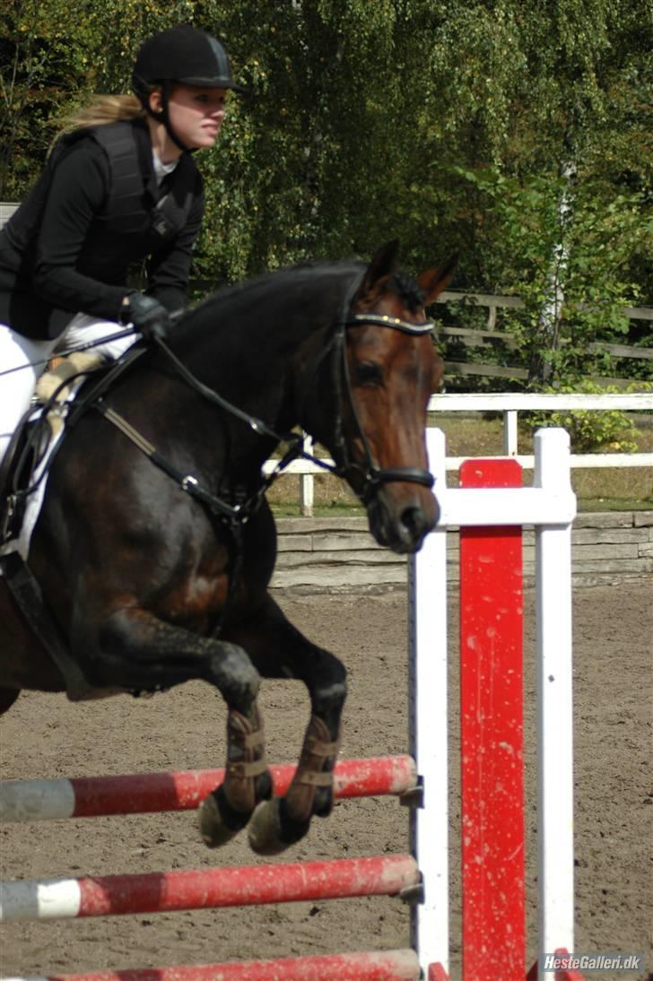 Svensk Sportspony  Barbie Girl (Barbie)  - 1 meter til aagr foto frida billede 14