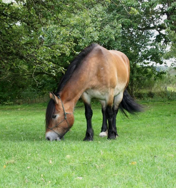 Nordsvensk Skovhest Soccra billede 6