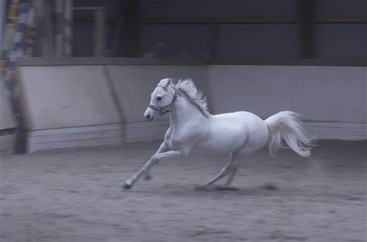 Welsh Pony af Cob-type (sec C) lyngvejens Duches (Solgt) billede 12