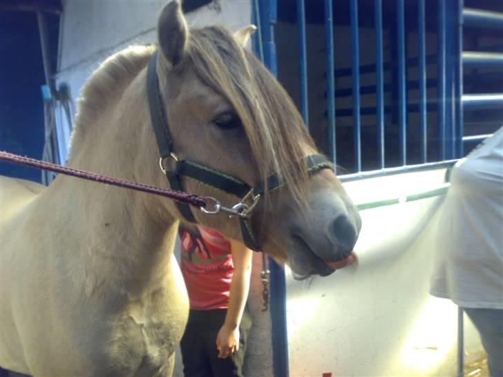 Fjordhest Lando Halsnæs ( Solgt)  billede 19